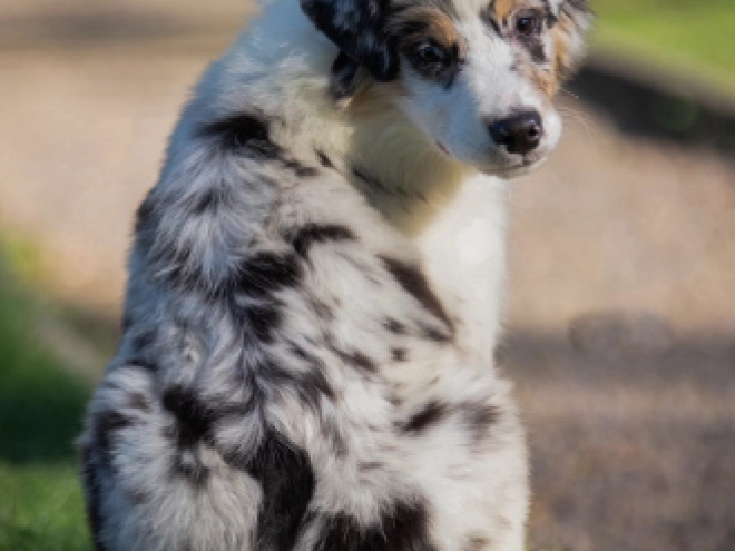 Perros Pastor Australiano en venta