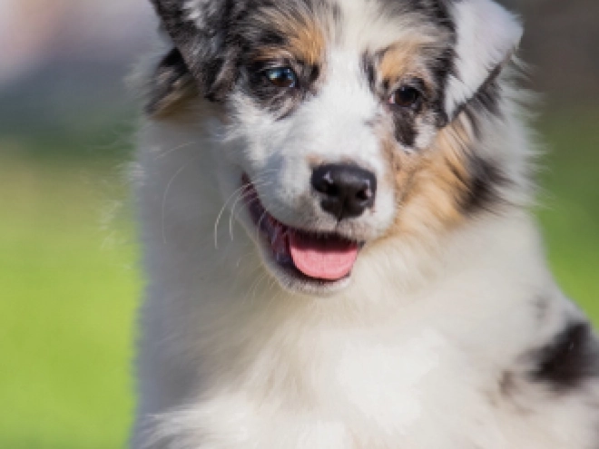Perros Pastor Australiano en venta