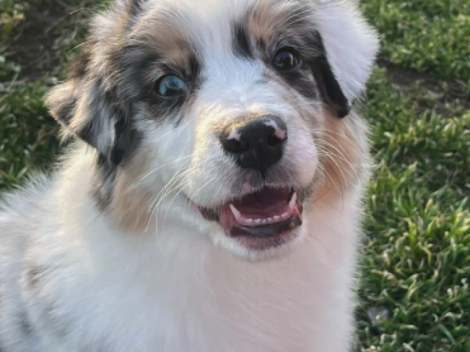 Australian Shepherd puppy for sale
