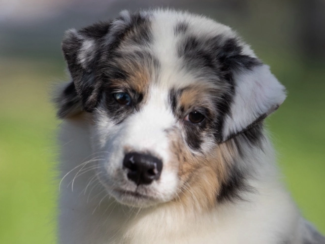Perros Pastor Australiano en venta