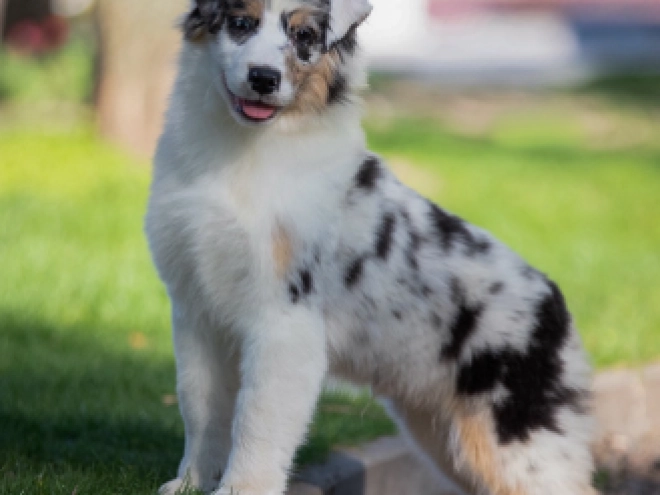 Perros Pastor Australiano en venta