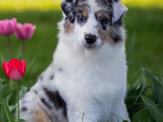Perros Pastor Australiano en venta