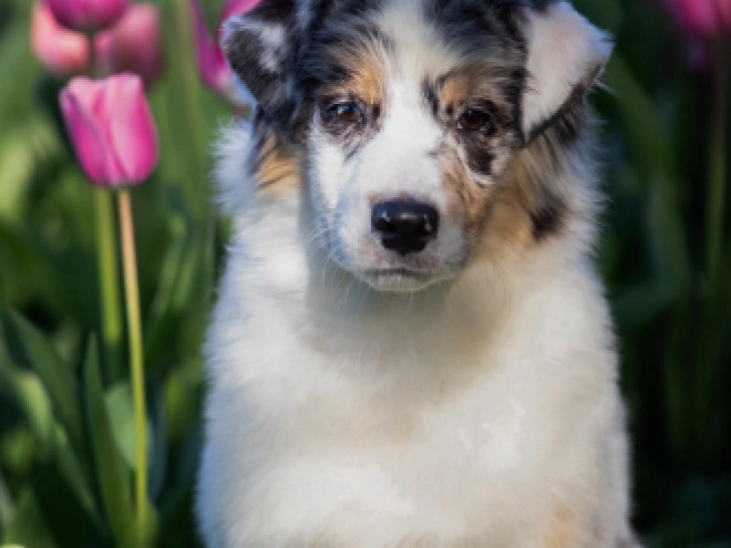 Perros Pastor Australiano en venta