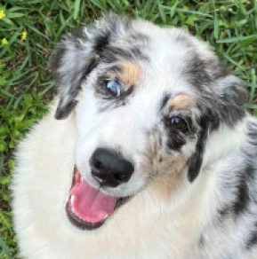 Australian Shepherd puppy for sale