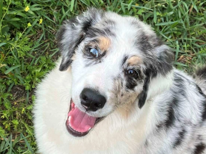 Australian Shepherd puppy for sale