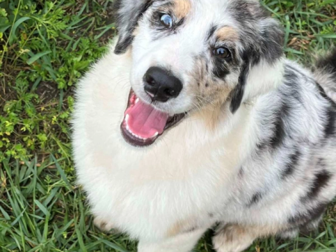 Australian Shepherd puppy for sale