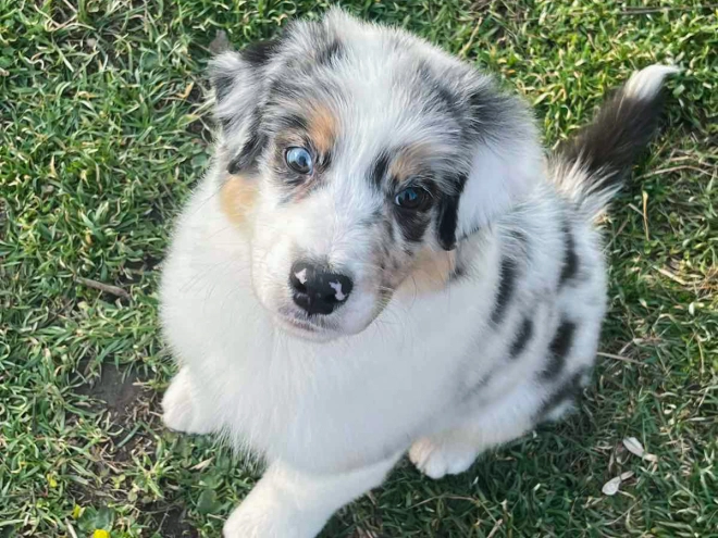 Australian Shepherd puppy for sale