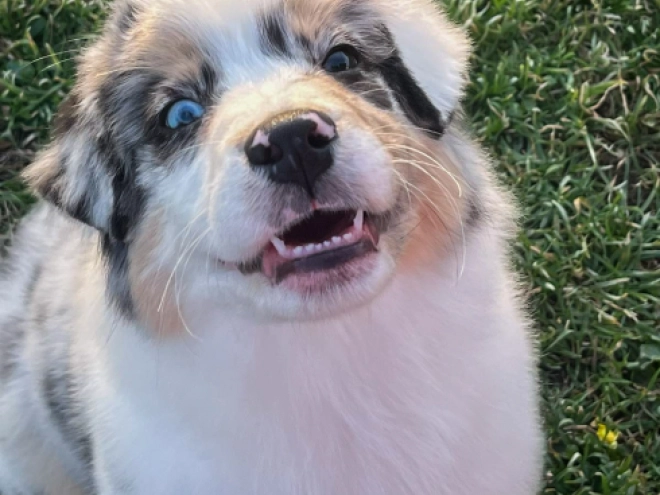 Australian Shepherd puppy for sale