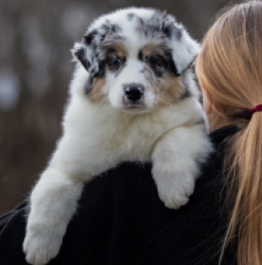 Australian Shepherd puppy for sale