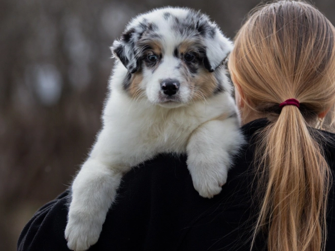 Australian Shepherd puppy for sale