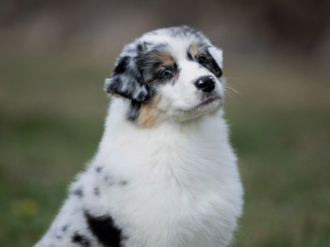 Australian Shepherd puppy for sale