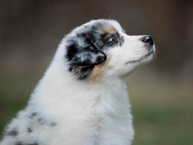 Australian Shepherd puppy for sale
