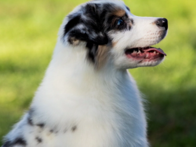 Australian Shepherd puppy for sale