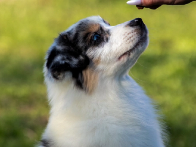 Australian Shepherd puppy for sale