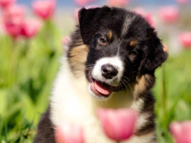 Perros Pastor Australiano en venta