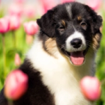 Perros Pastor Australiano en venta