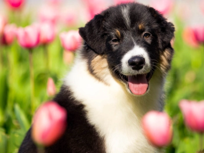 Perros Pastor Australiano en venta