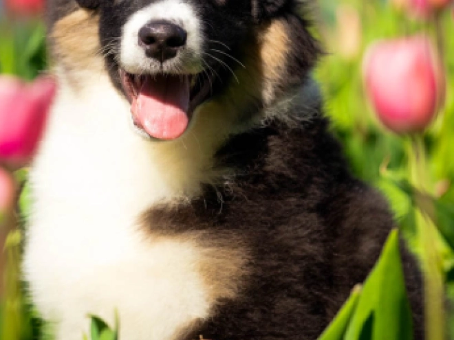 Perros Pastor Australiano en venta