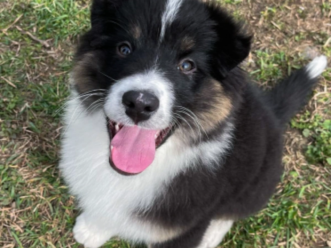Australian Shepherd puppy for sale