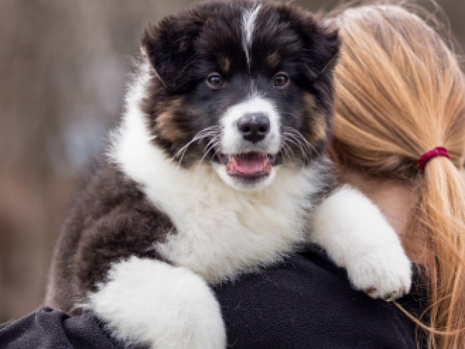 Australian Shepherd puppy for sale