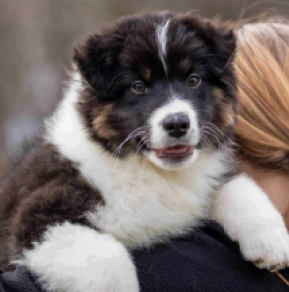 Australian Shepherd puppy for sale