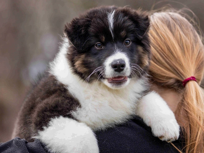 Australian Shepherd puppy for sale