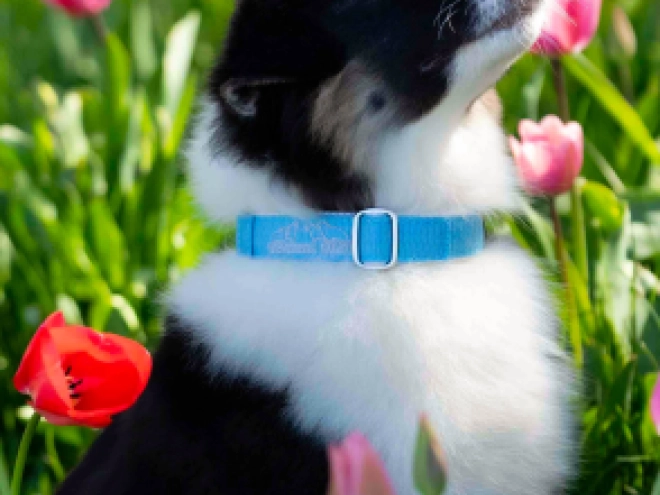 Perros Pastor Australiano en venta