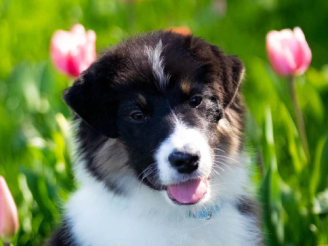 Perros Pastor Australiano en venta