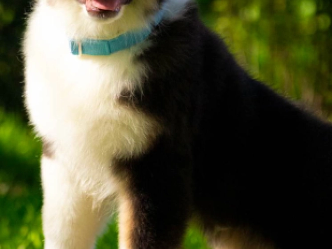 Perros Pastor Australiano en venta