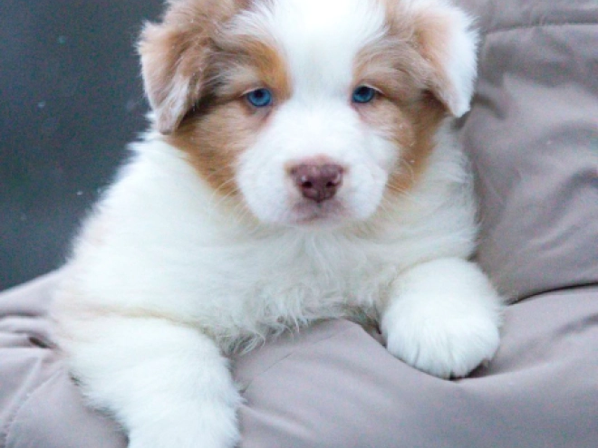 Australian Shepherd puppy for sale