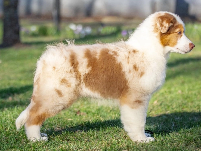 Australian Shepherd puppy for sale