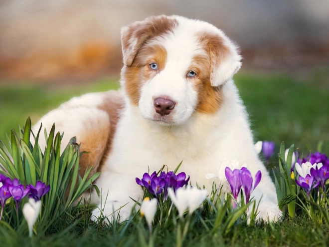 Australian Shepherd puppy for sale