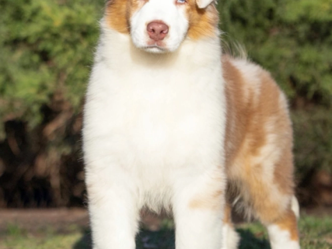 Australian Shepherd puppy for sale