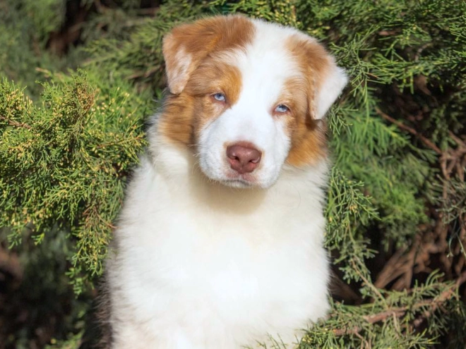 Australian Shepherd puppy for sale