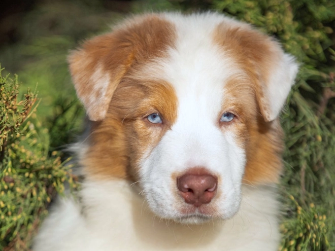 Australian Shepherd puppy for sale