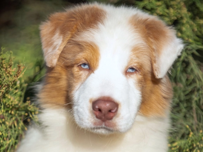 Australian Shepherd puppy for sale