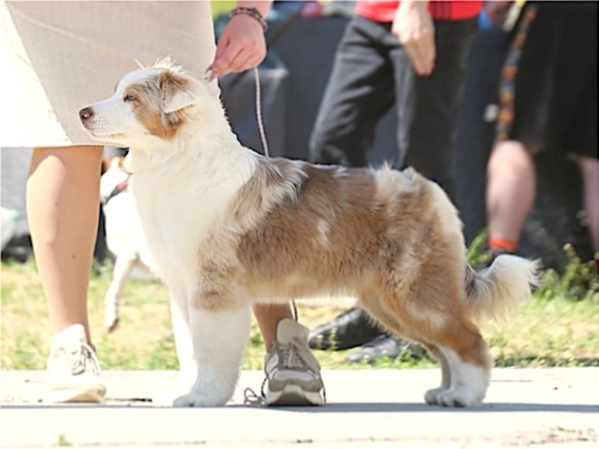 Australian Shepherd puppy for sale