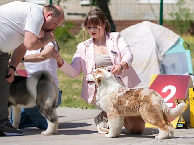 Australian Shepherd puppy for sale