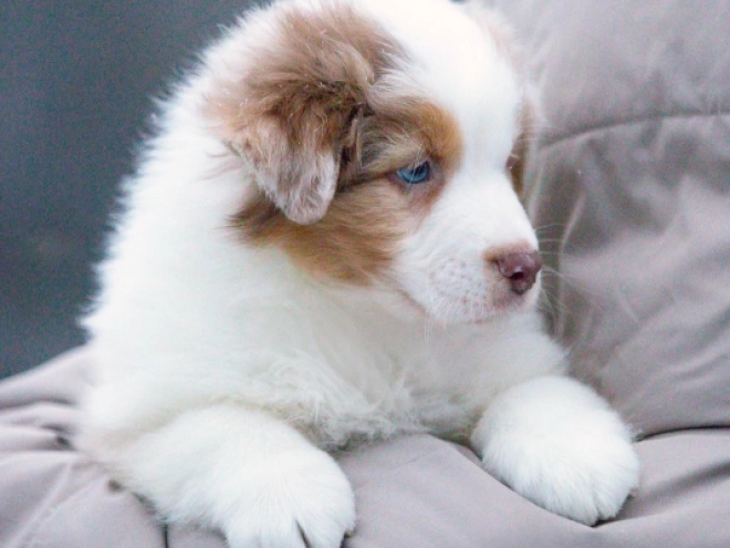 Australian Shepherd puppy for sale