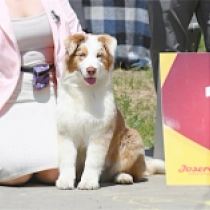 Infiniti, merle Australian Shepherd for sale