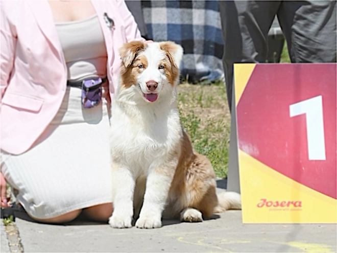 Australian Shepherd puppy for sale
