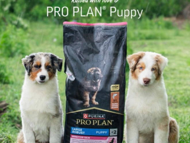 Australian Shepherd puppy for sale