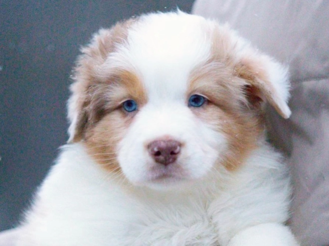 Australian Shepherd puppy for sale