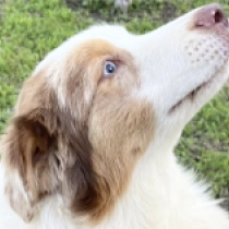 Infiniti, merle Australian Shepherd for sale