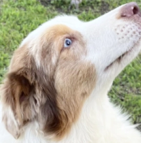 Infiniti, merle Australian Shepherd for sale