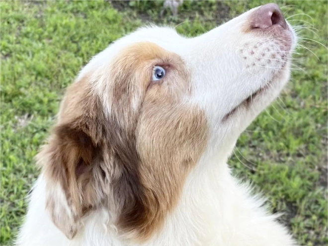 Australian Shepherd puppy for sale