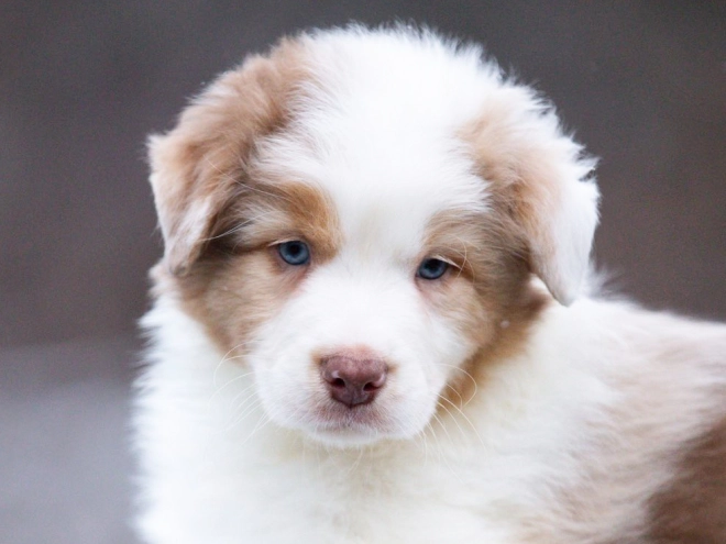 Australian Shepherd puppy for sale