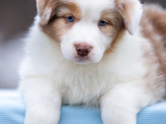 Australian Shepherd puppy for sale