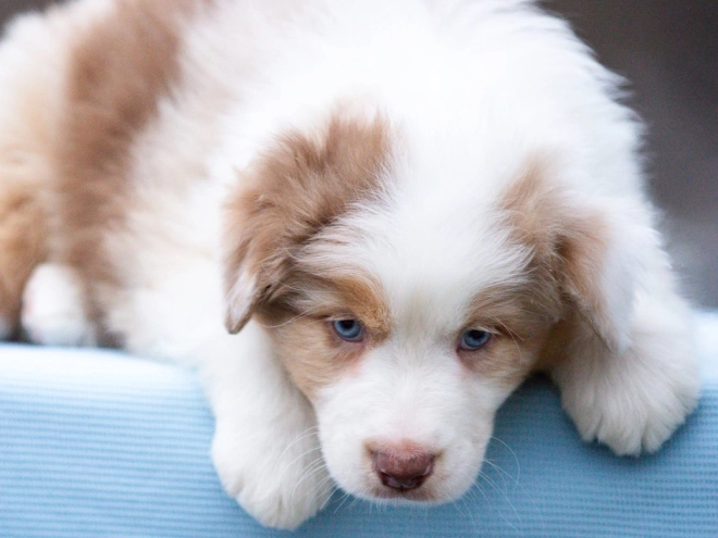 Australian Shepherd puppy for sale