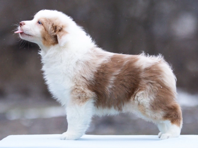 Australian Shepherd puppy for sale